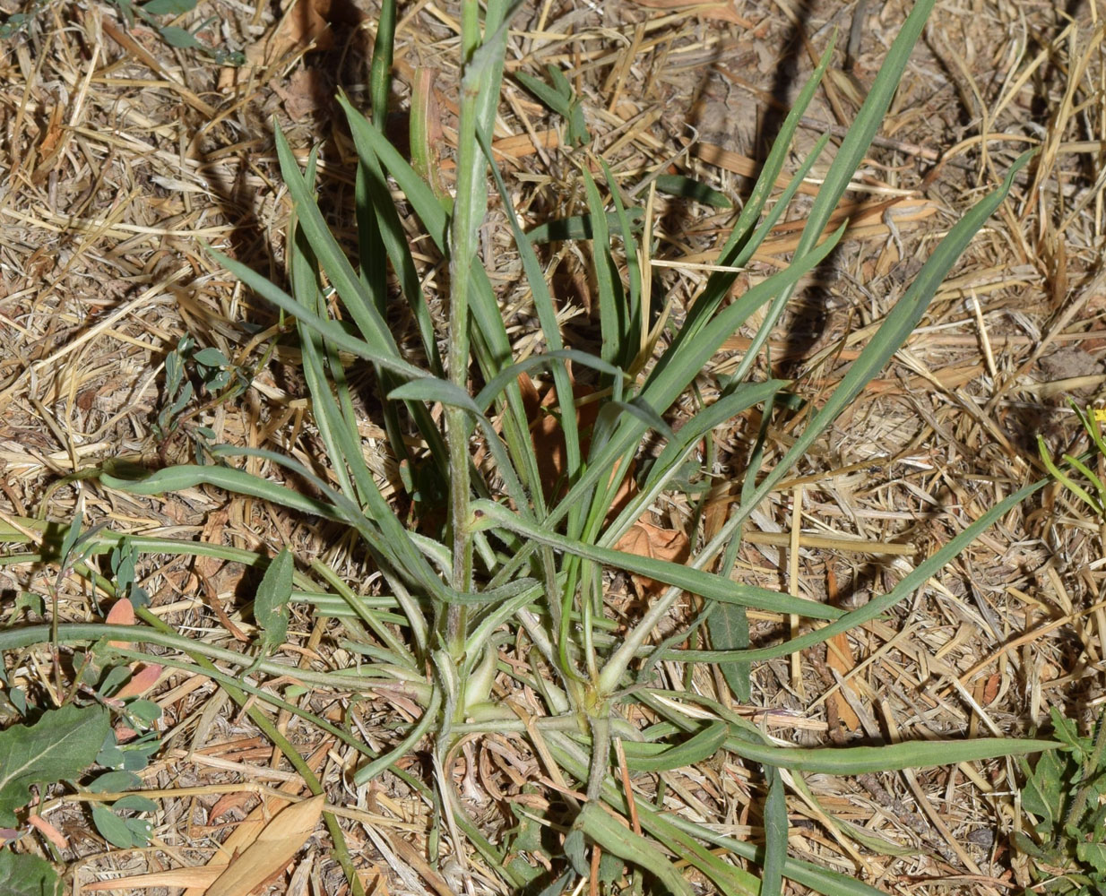 Изображение особи Tragopogon graminifolius.