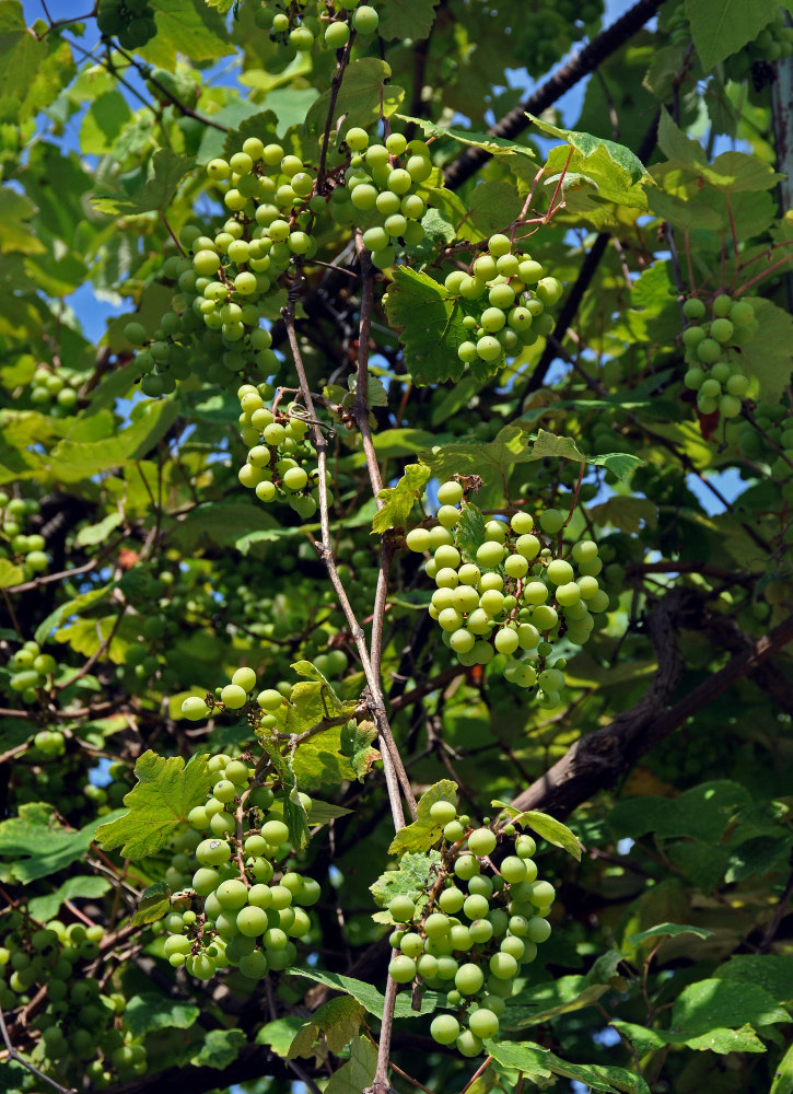 Image of Vitis &times; labruscana specimen.