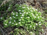 Anemone подвид kamtschatica