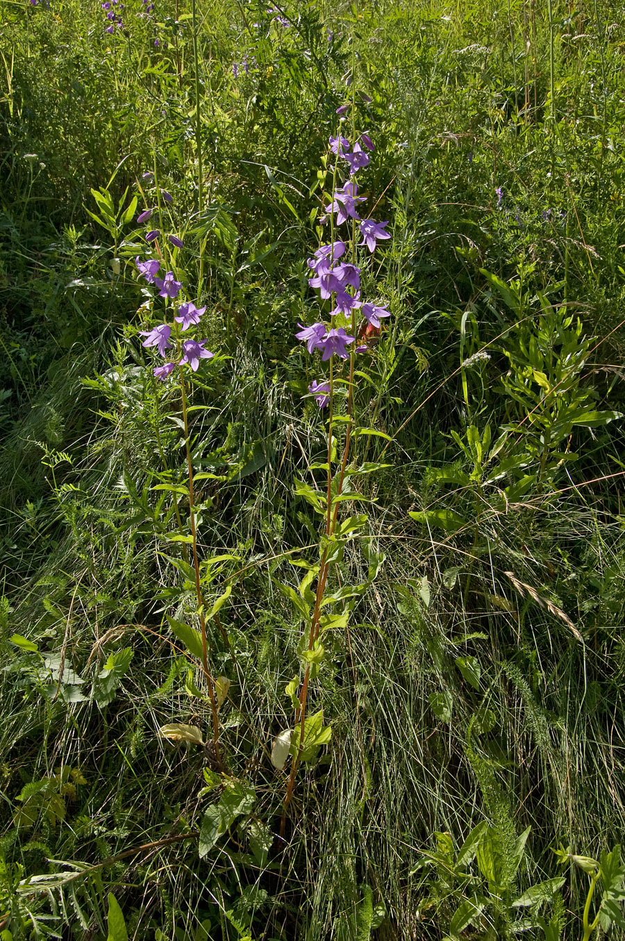 Изображение особи Campanula rapunculoides.