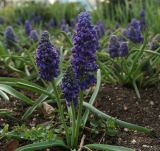 Muscari armeniacum. Цветущие растения ('Blue Spike'). Крым, Севастополь, в культуре. 17.04.2018.