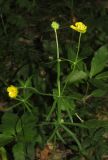 Ranunculus auricomus