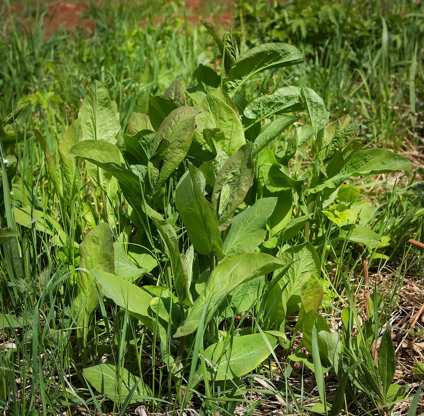 Изображение особи Bupleurum longifolium ssp. aureum.