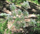 Chaerophyllum temulum