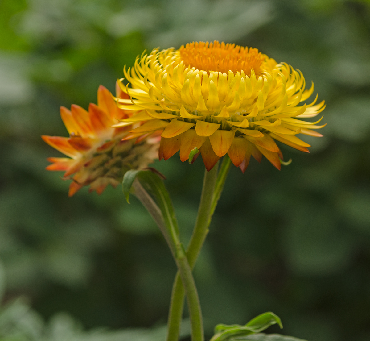 Image of Xerochrysum bracteatum specimen.