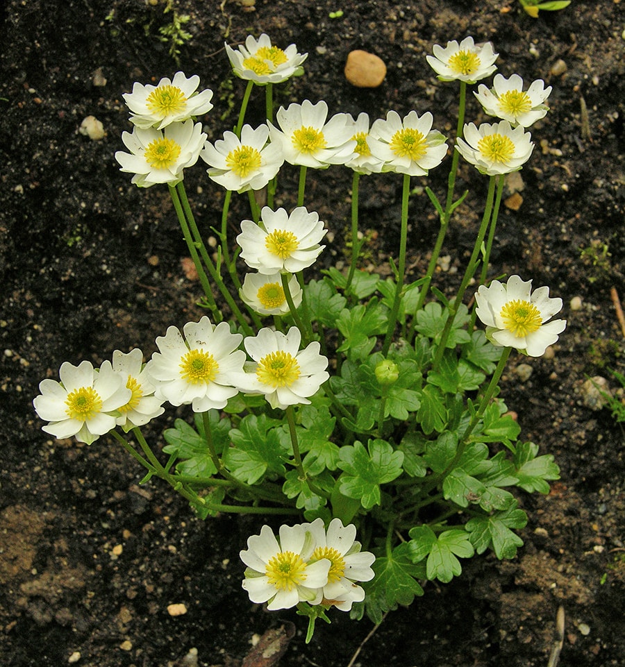 Image of Ranunculus alpestris specimen.