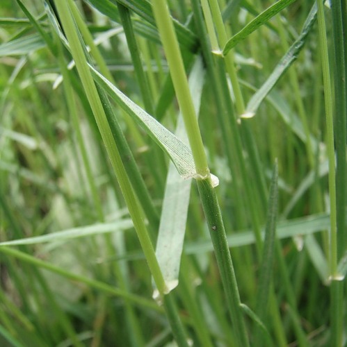 Image of Lolium perenne specimen.