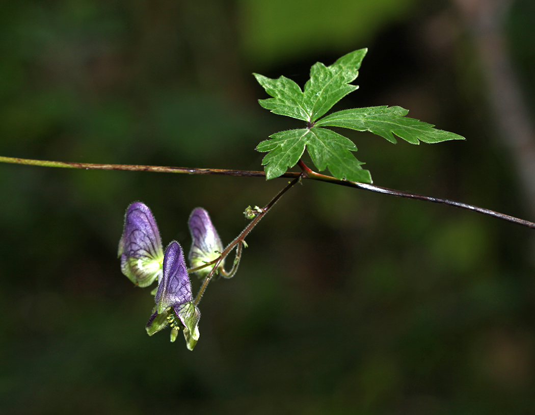 Image of Aconitum stoloniferum specimen.