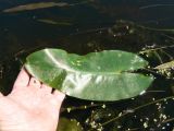 Nuphar japonica