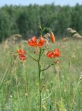 Lilium pumilum