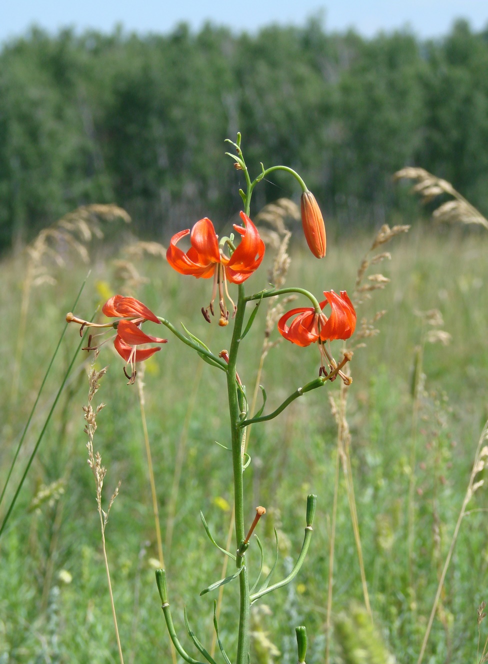 Image of Lilium pumilum specimen.