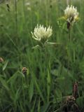 Trifolium ochroleucon. Верхушка цветущего растения. Украина, Закарпатская обл., Раховский р-н, окр. с. Косовская Поляна, сенокосный луг. 30 июня 2010 г.