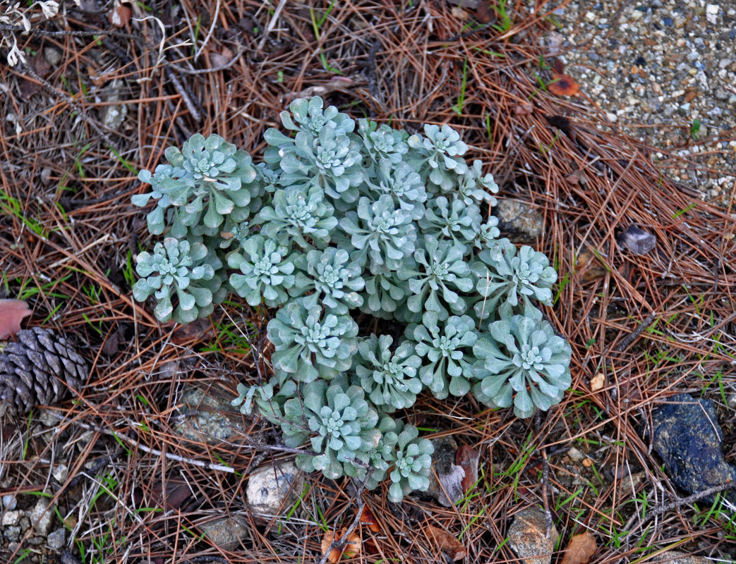 Image of genus Alyssum specimen.