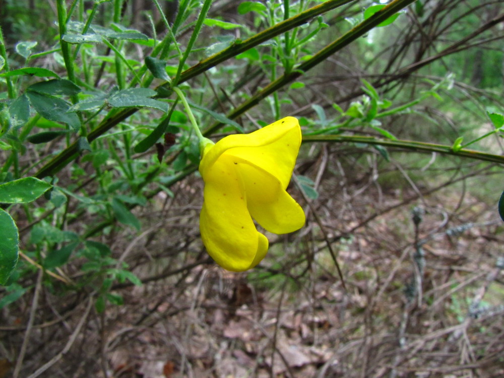 Image of Sarothamnus scoparius specimen.