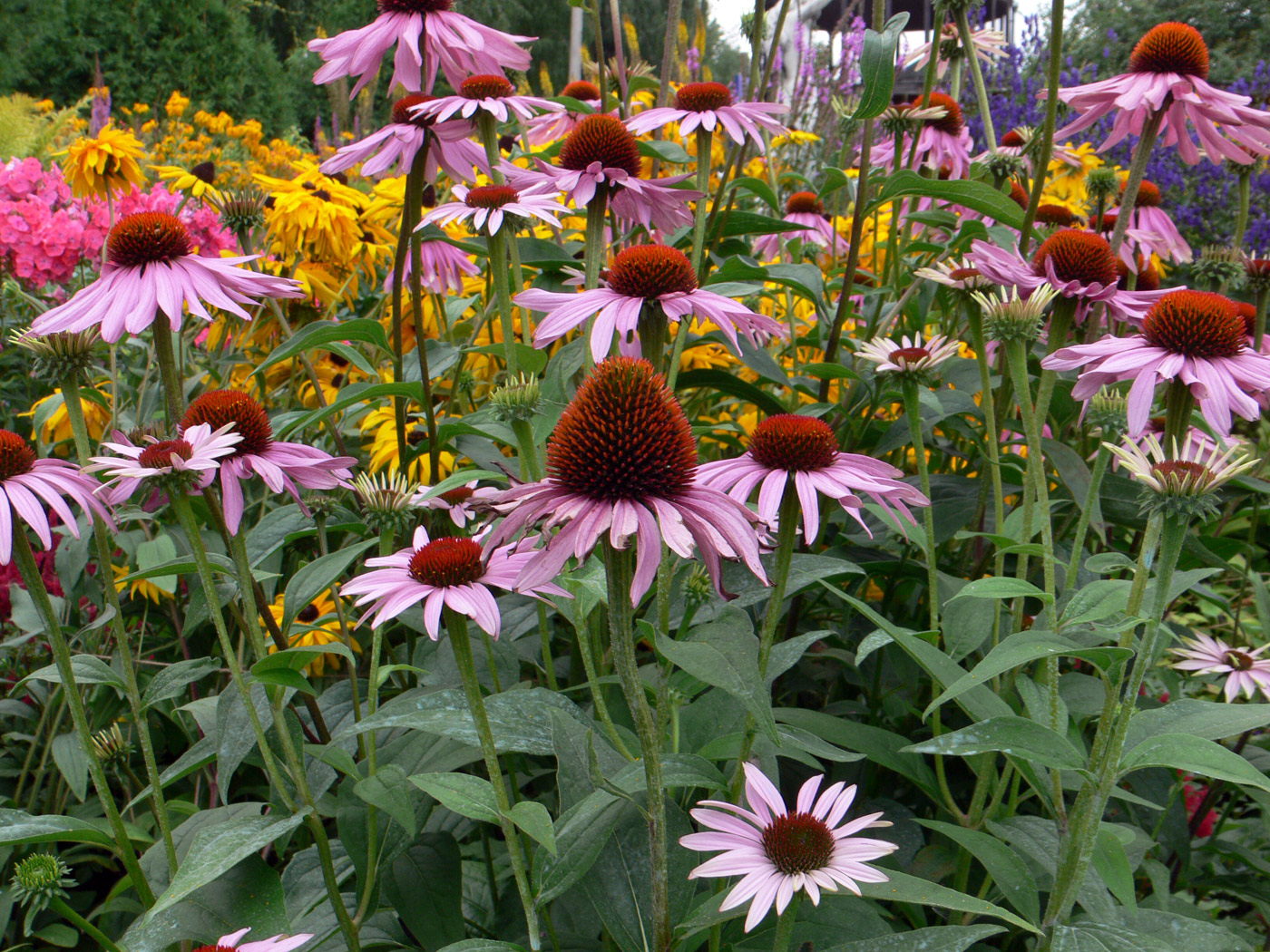 Изображение особи Echinacea purpurea.