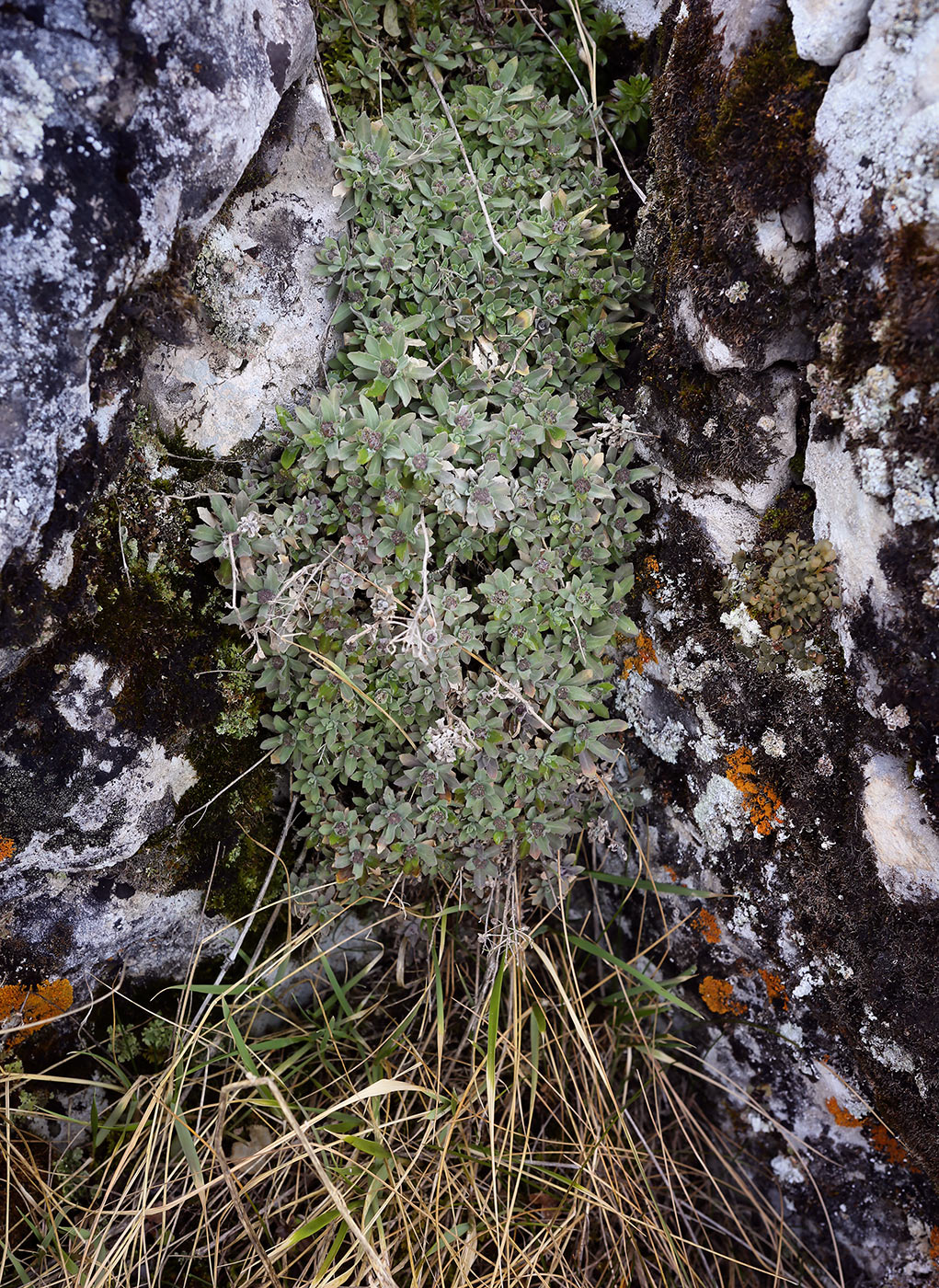 Image of Schivereckia podolica specimen.