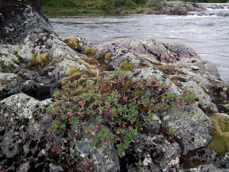 Изображение особи Vaccinium uliginosum ssp. microphyllum.