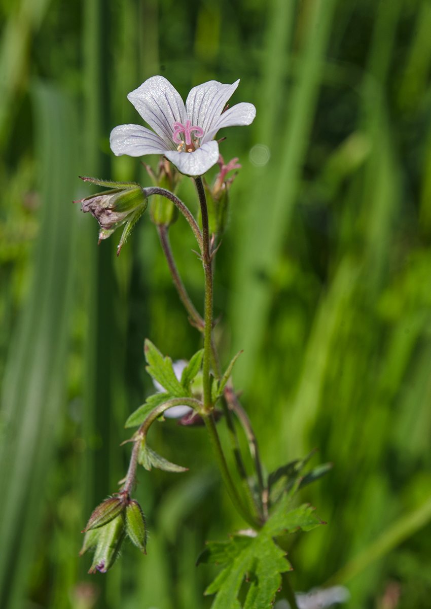 Изображение особи Geranium asiaticum.