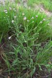 Erigeron orientalis. Цветущее растение. Крым, Байдарская долина. 27 июля 2010 г.