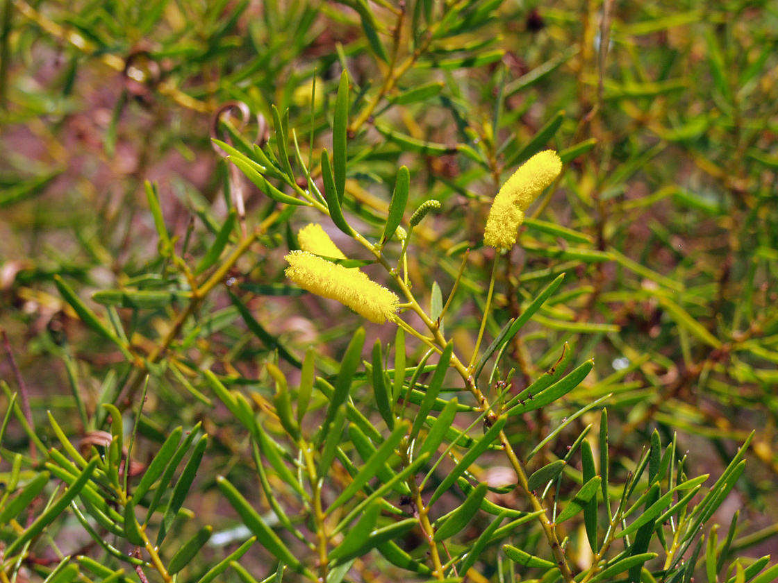 Image of genus Acacia specimen.