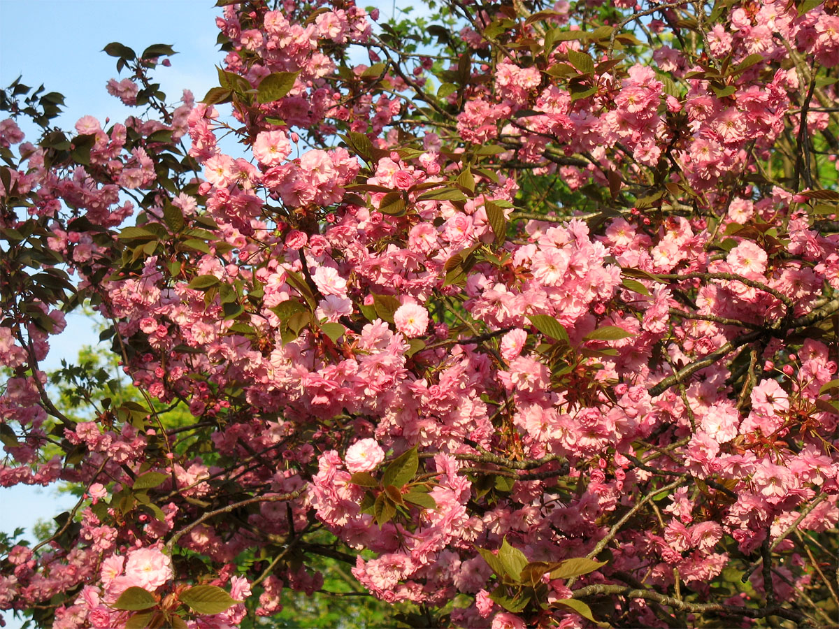 Изображение особи Prunus serrulata.