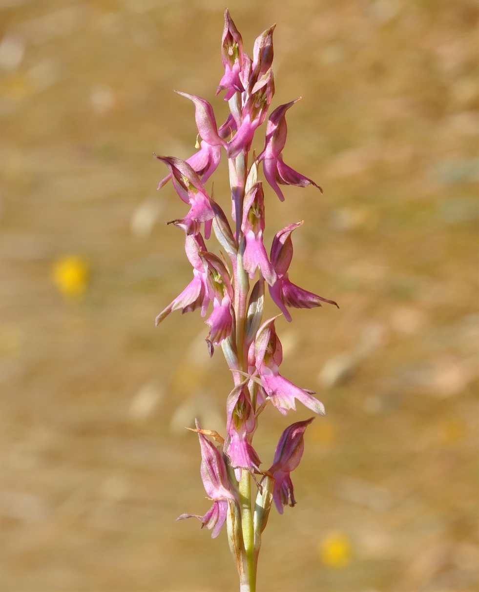 Изображение особи Anacamptis sancta.