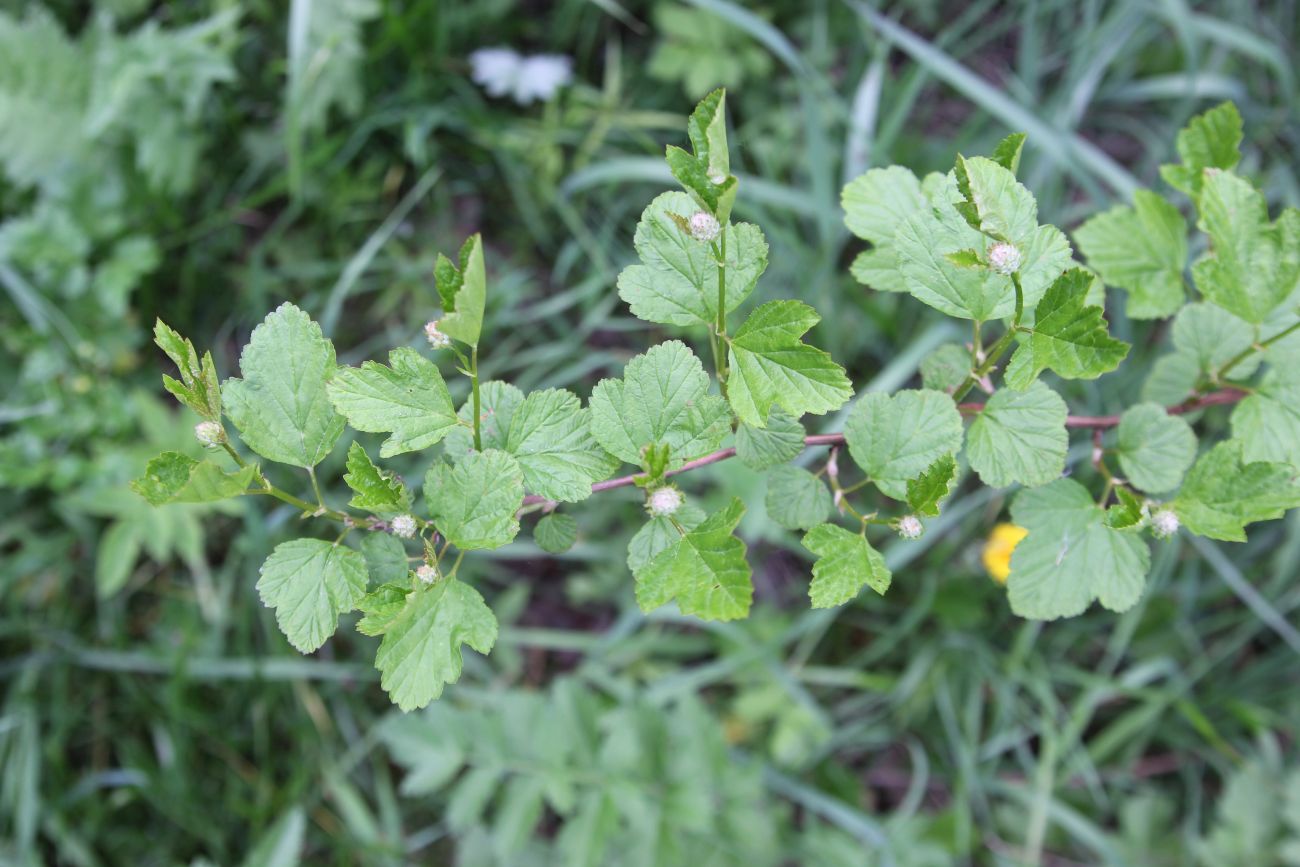 Изображение особи Physocarpus opulifolius.