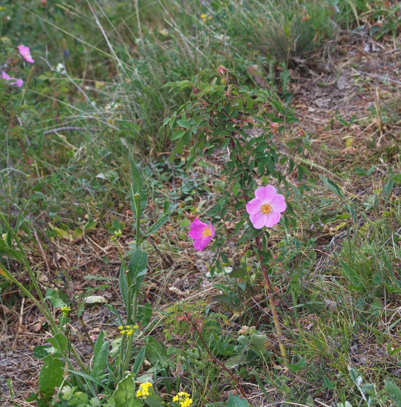 Image of genus Rosa specimen.