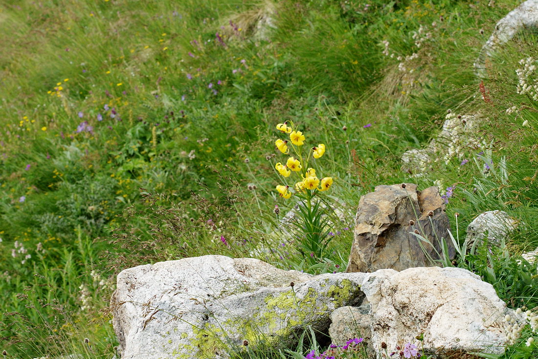 Image of Lilium kesselringianum specimen.