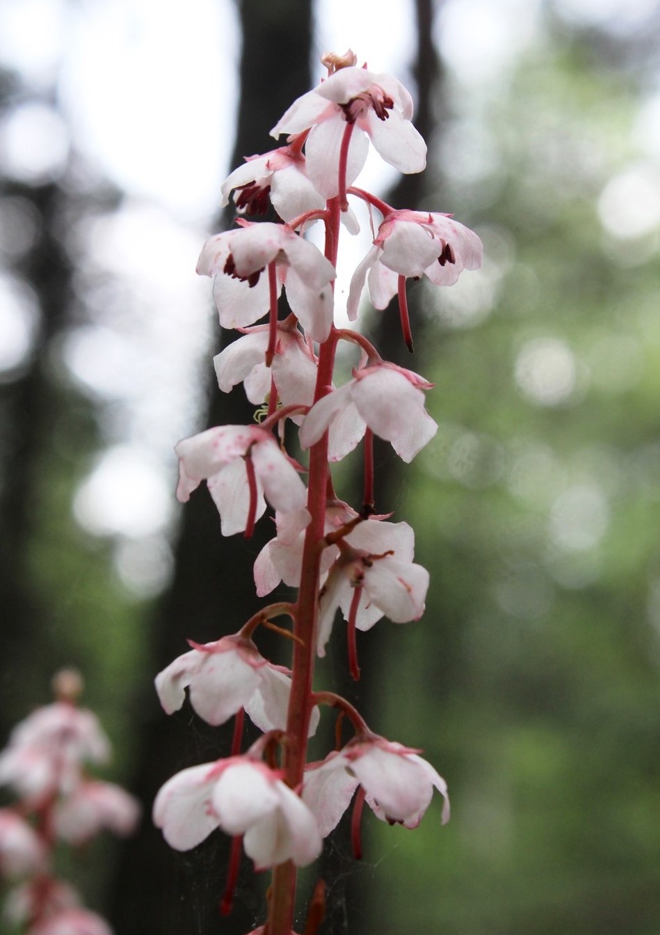 Image of Pyrola incarnata specimen.