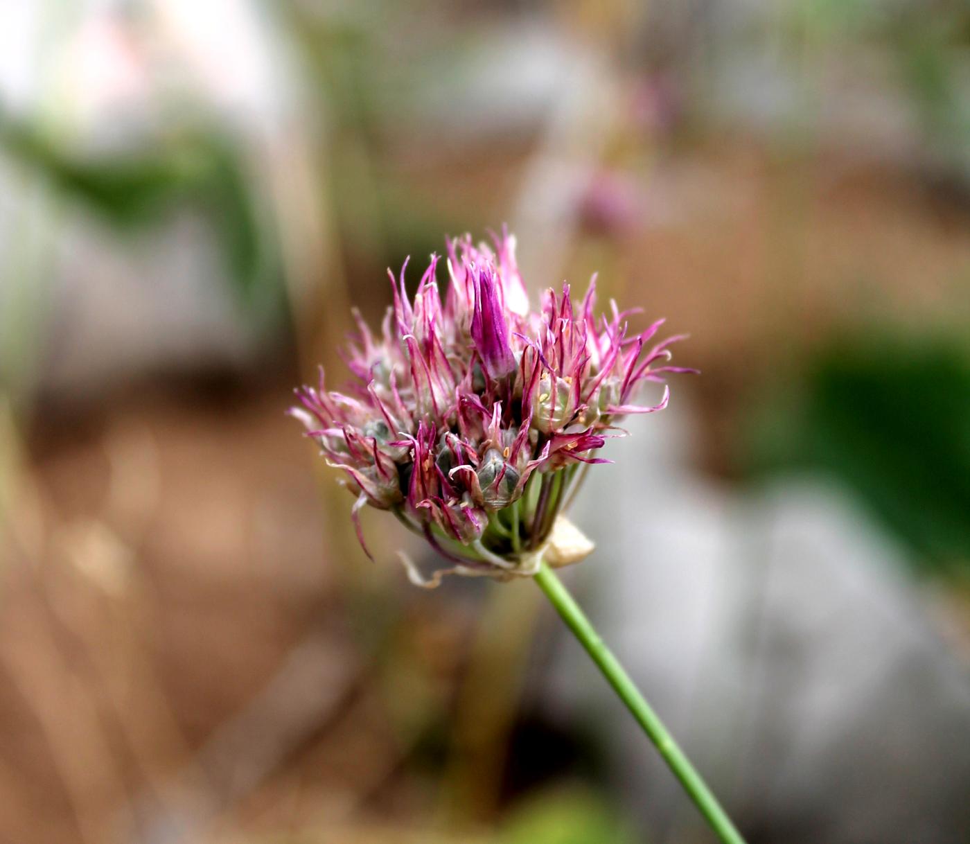 Image of Allium inconspicuum specimen.