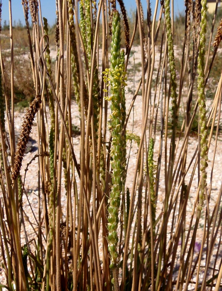 Image of Plantago salsa specimen.