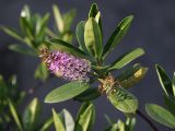 View full-size image Hebe speciosa