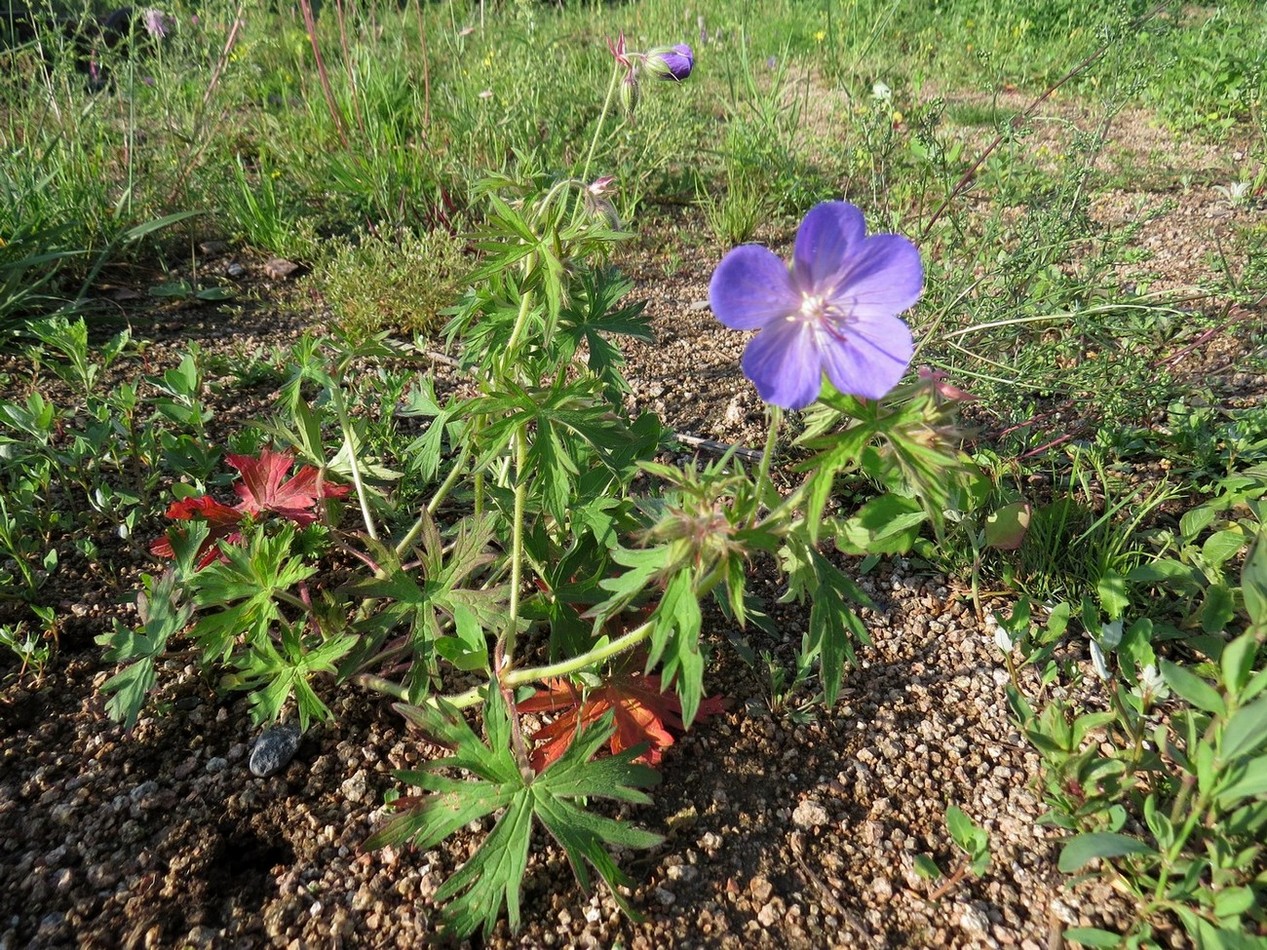 Image of Geranium pratense ssp. sergievskajae specimen.