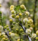 Vachellia hebeclada. Верхушка побега с соцветиями. Израиль, Иудейские горы, г. Иерусалим, ботанический сад университета. 12.05.2019.