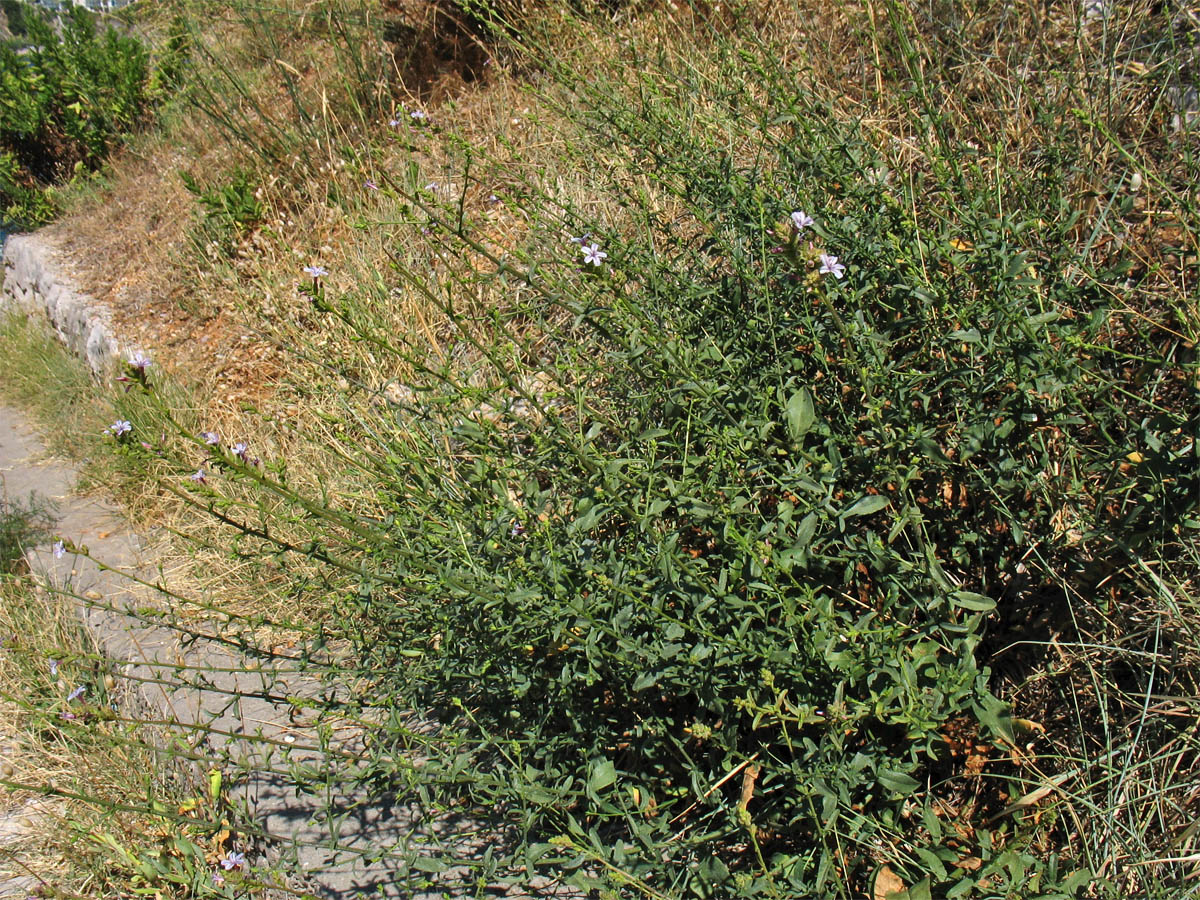 Image of Plumbago europaea specimen.