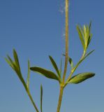 Cerastium arvense. Часть побега. Тульская обл., Плавский р-н, окр. пос. Молочные Дворы, балка, суходольный луг. 20.05.2011.