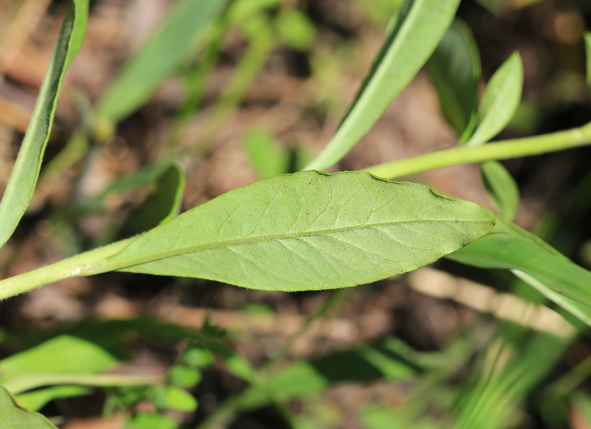 Изображение особи Lysimachia &times; volkovae.