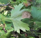 Ribes aureum. Поражённый лист (вид на абаксиальную поверхность). Краснодарский край, Абинский р-н, ст-ца Холмская, у жилья. 23.07.2020.