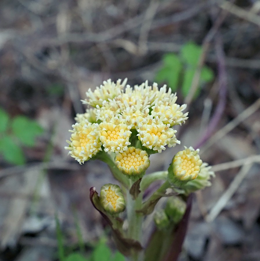 Image of Petasites spurius specimen.