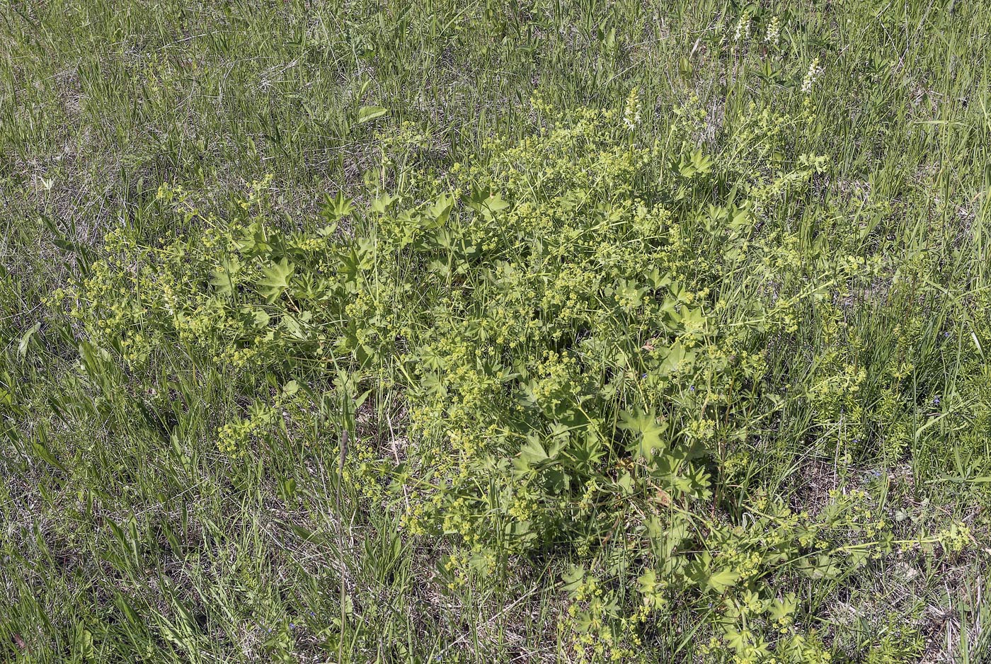 Image of genus Alchemilla specimen.