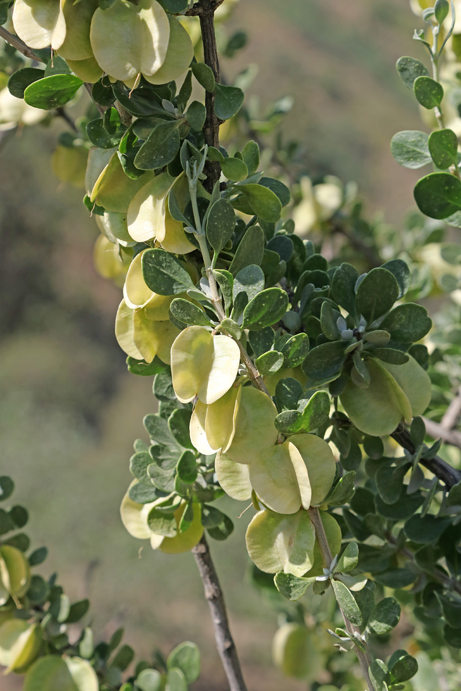 Изображение особи Zygophyllum gontscharovii.