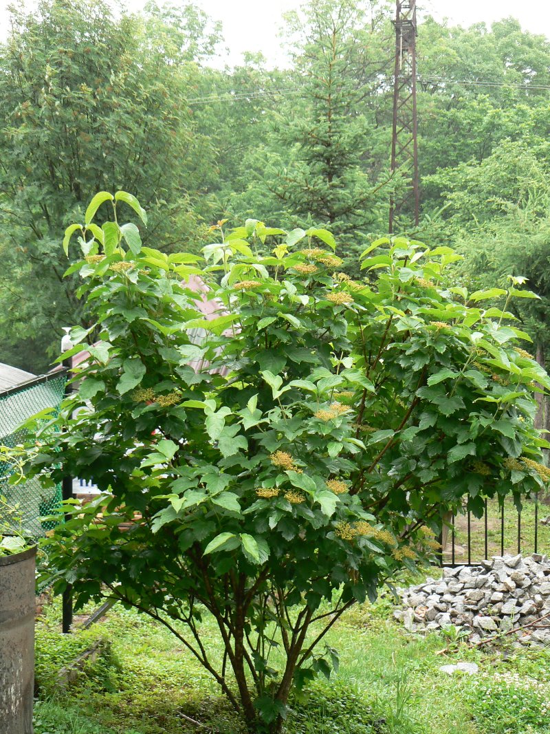 Изображение особи Viburnum sargentii.