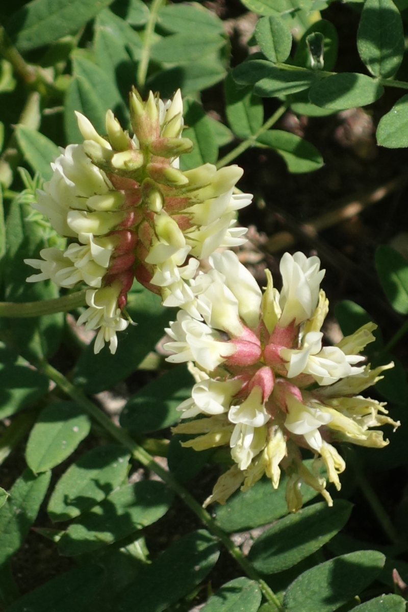 Image of Astragalus cicer specimen.