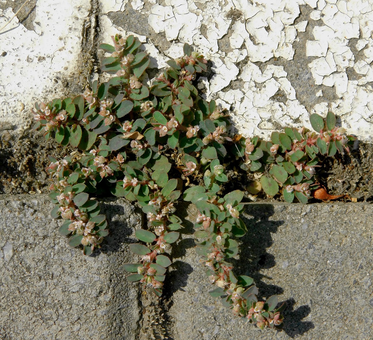 Изображение особи Euphorbia maculata.