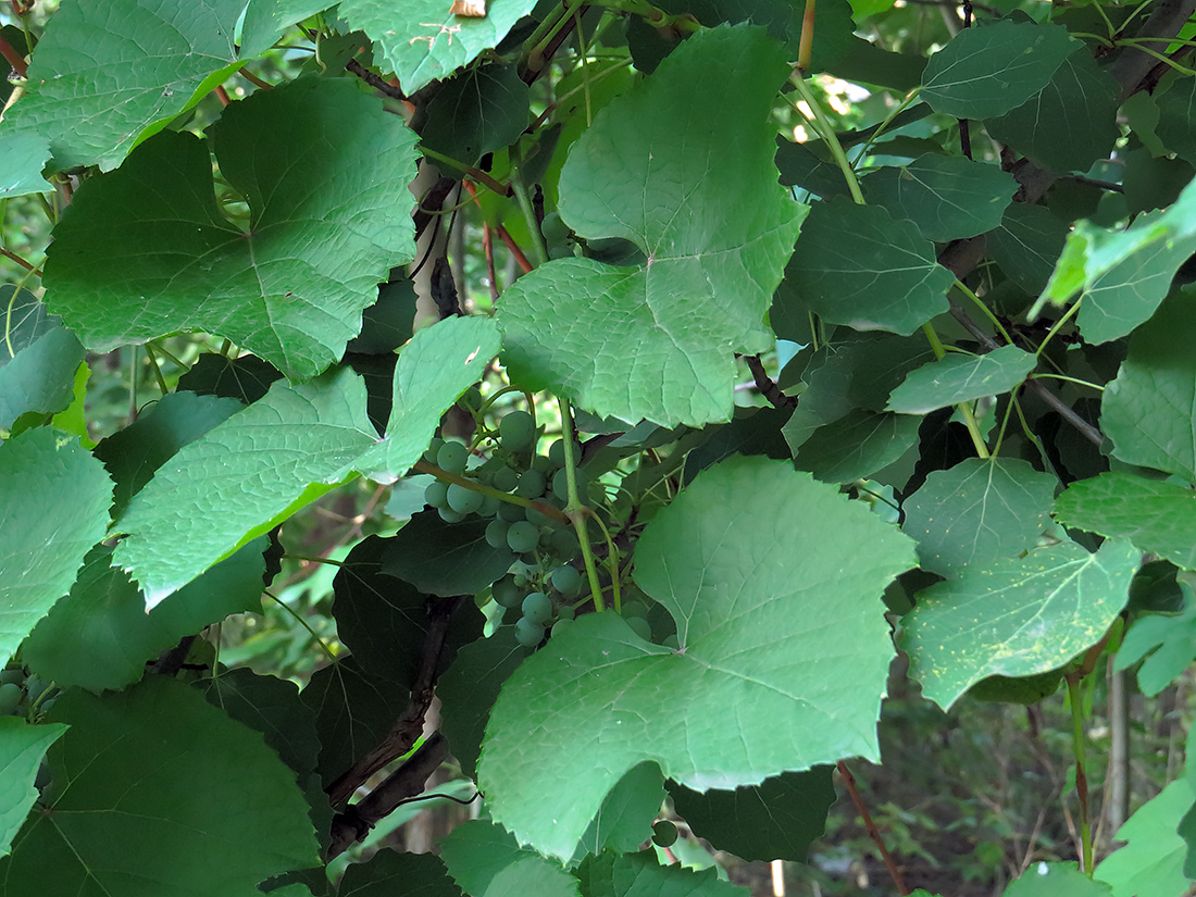 Изображение особи Vitis amurensis.