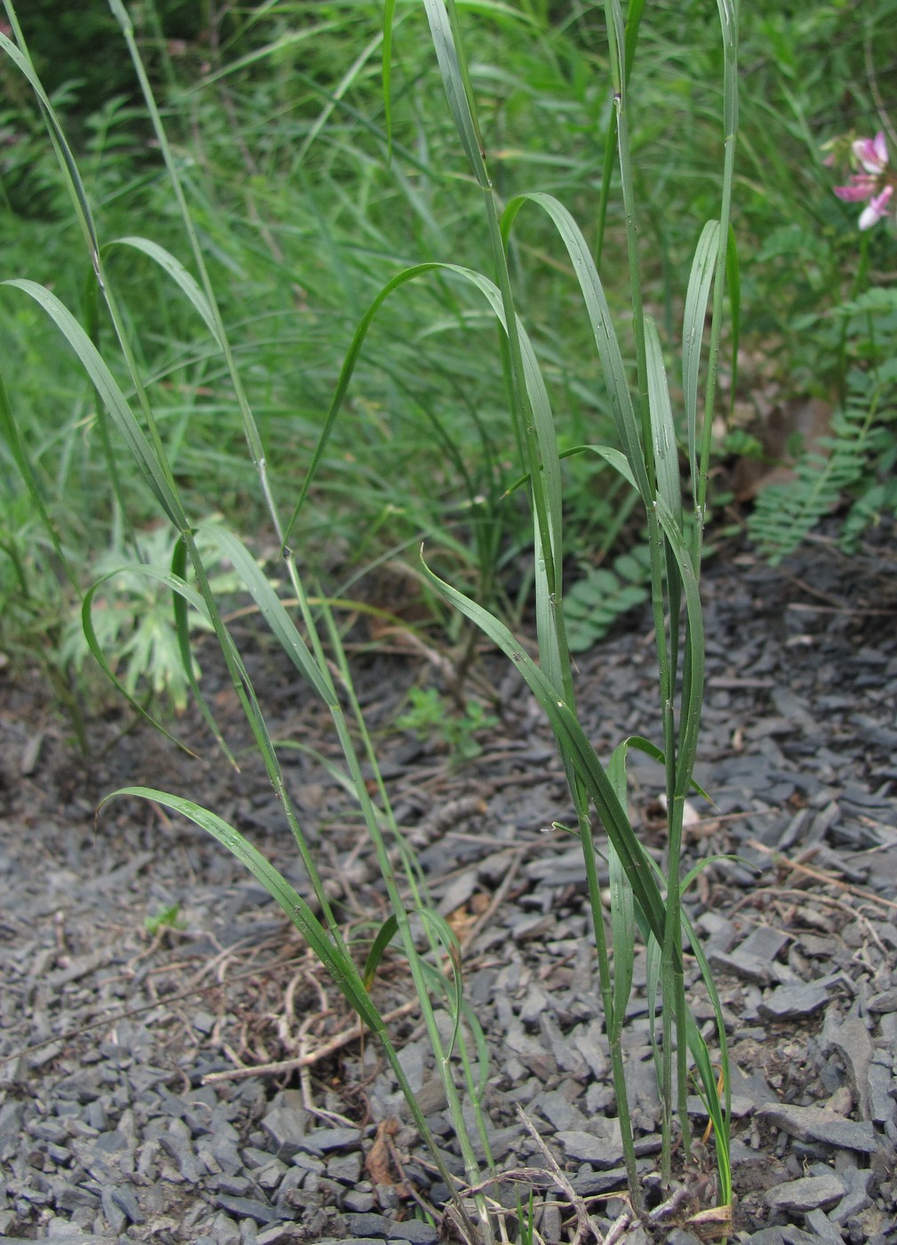 Изображение особи семейство Poaceae.