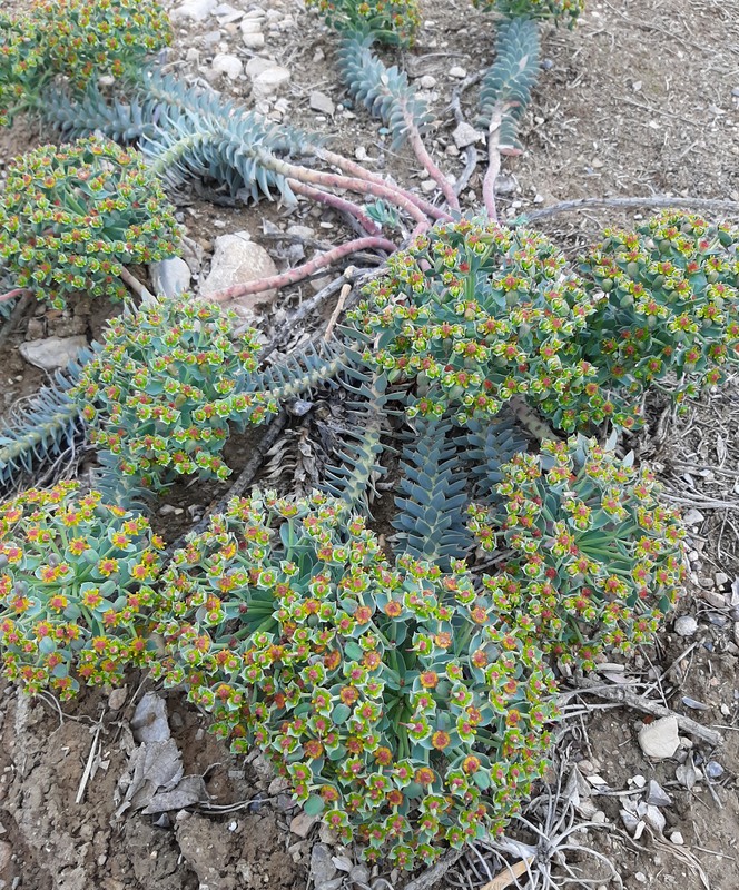 Изображение особи Euphorbia marschalliana.