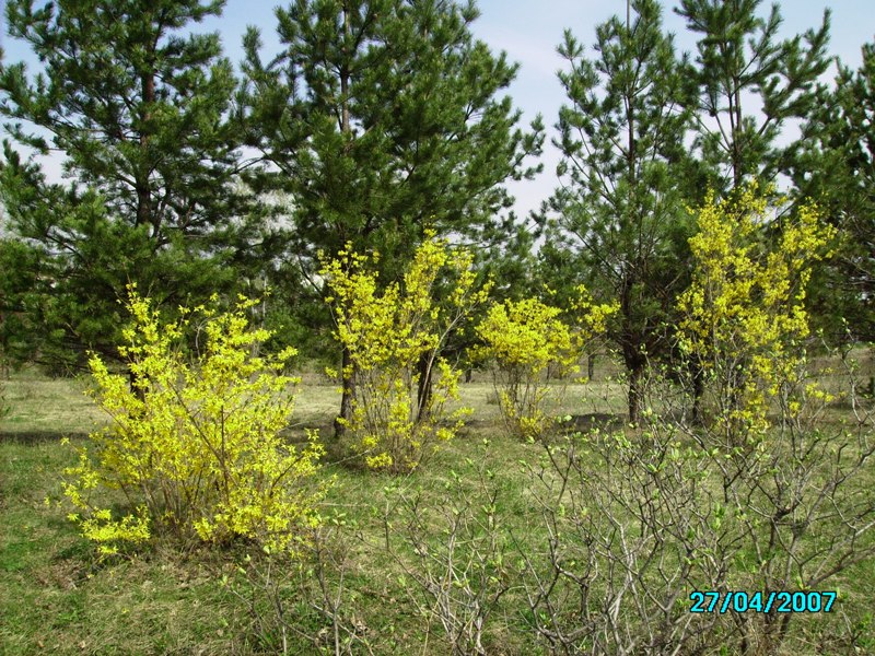 Изображение особи Forsythia ovata.