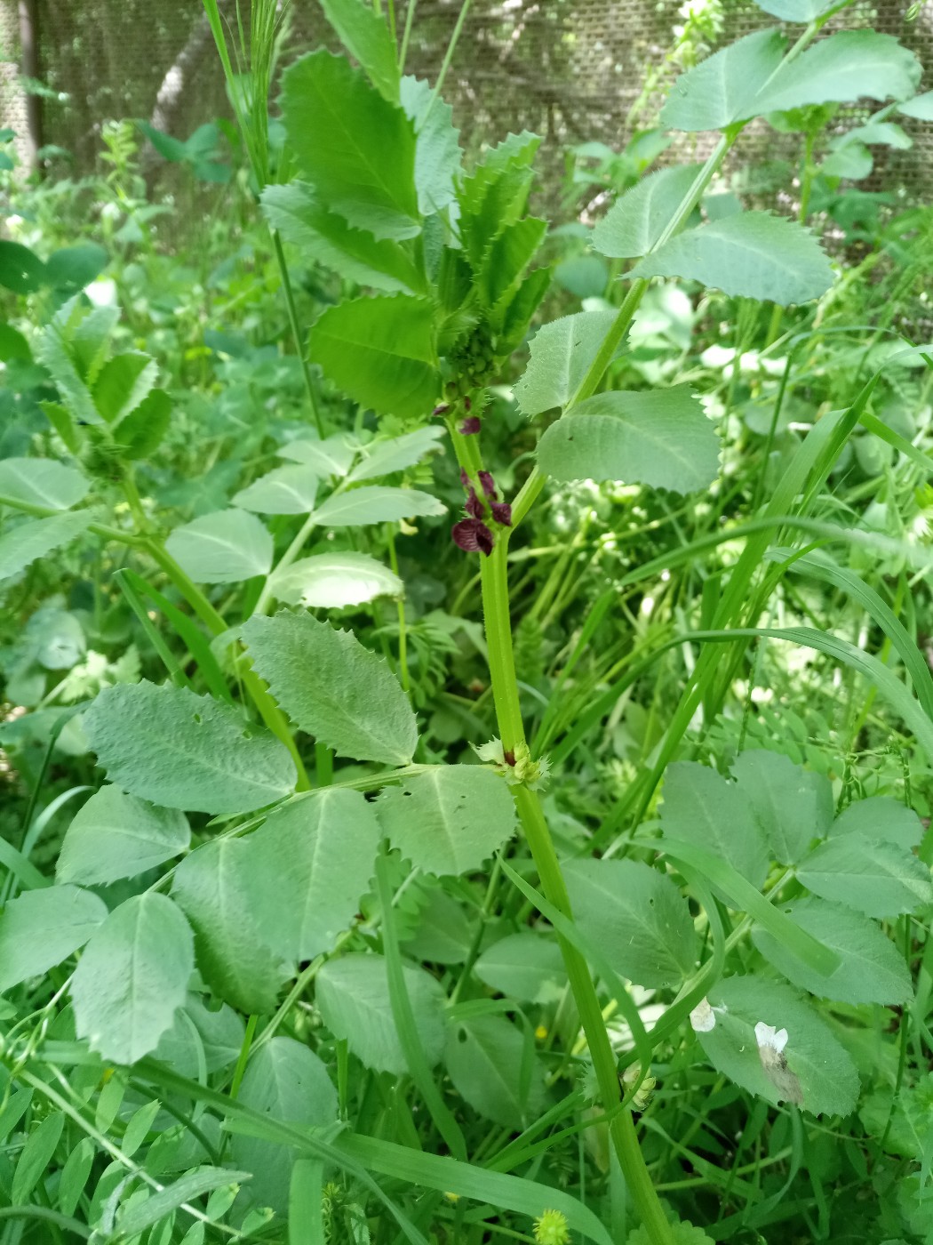 Image of Vicia serratifolia specimen.